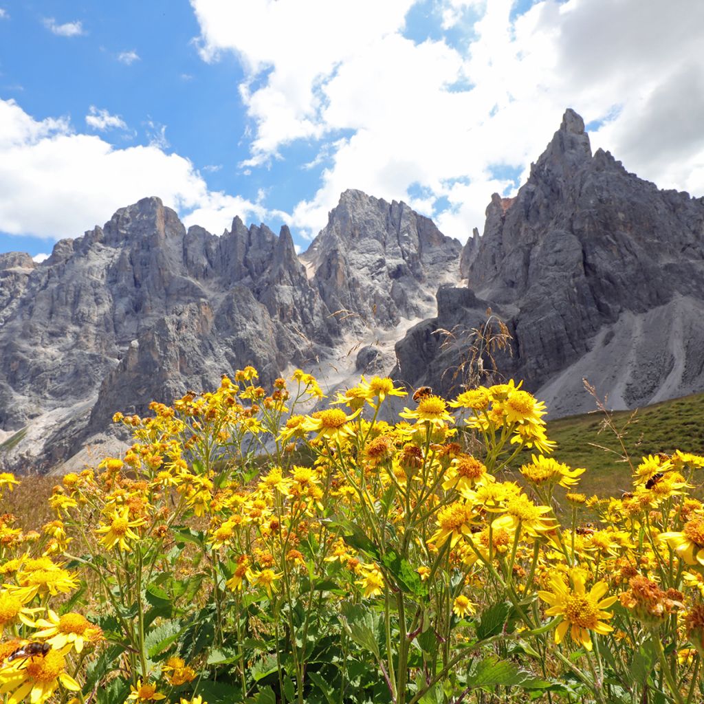 Valkruid - Arnica montana (zaad)
