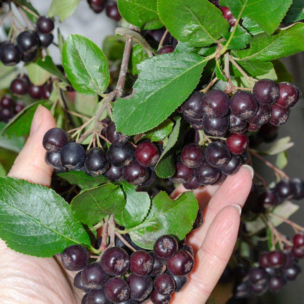 Aronia melanocarpa - Zwarte appelbes