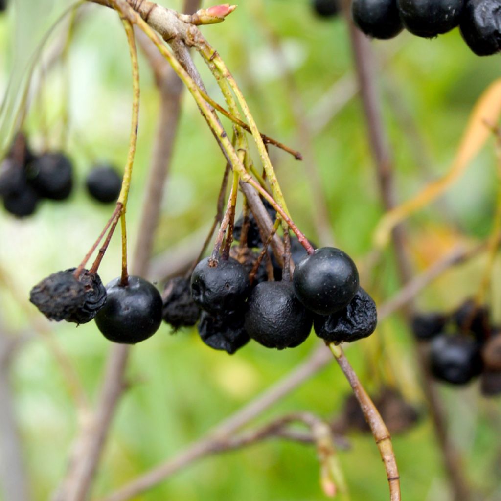 Aronia melanocarpa Autumn Magic - Zwarte appelbes