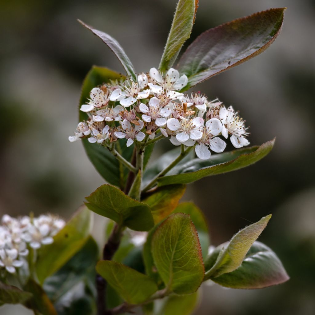 Aronia prunifolia Viking - Appelbes