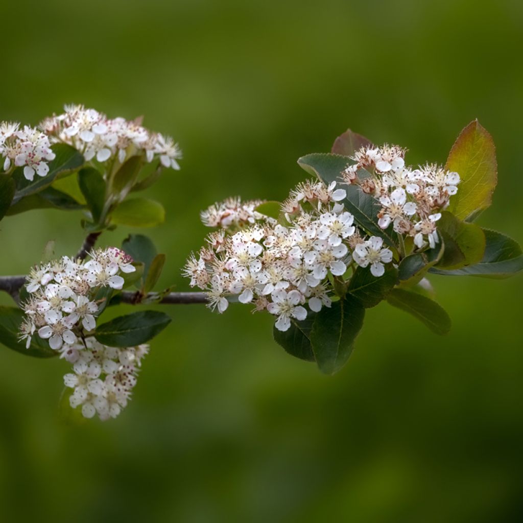 Aronia prunifolia Viking - Appelbes