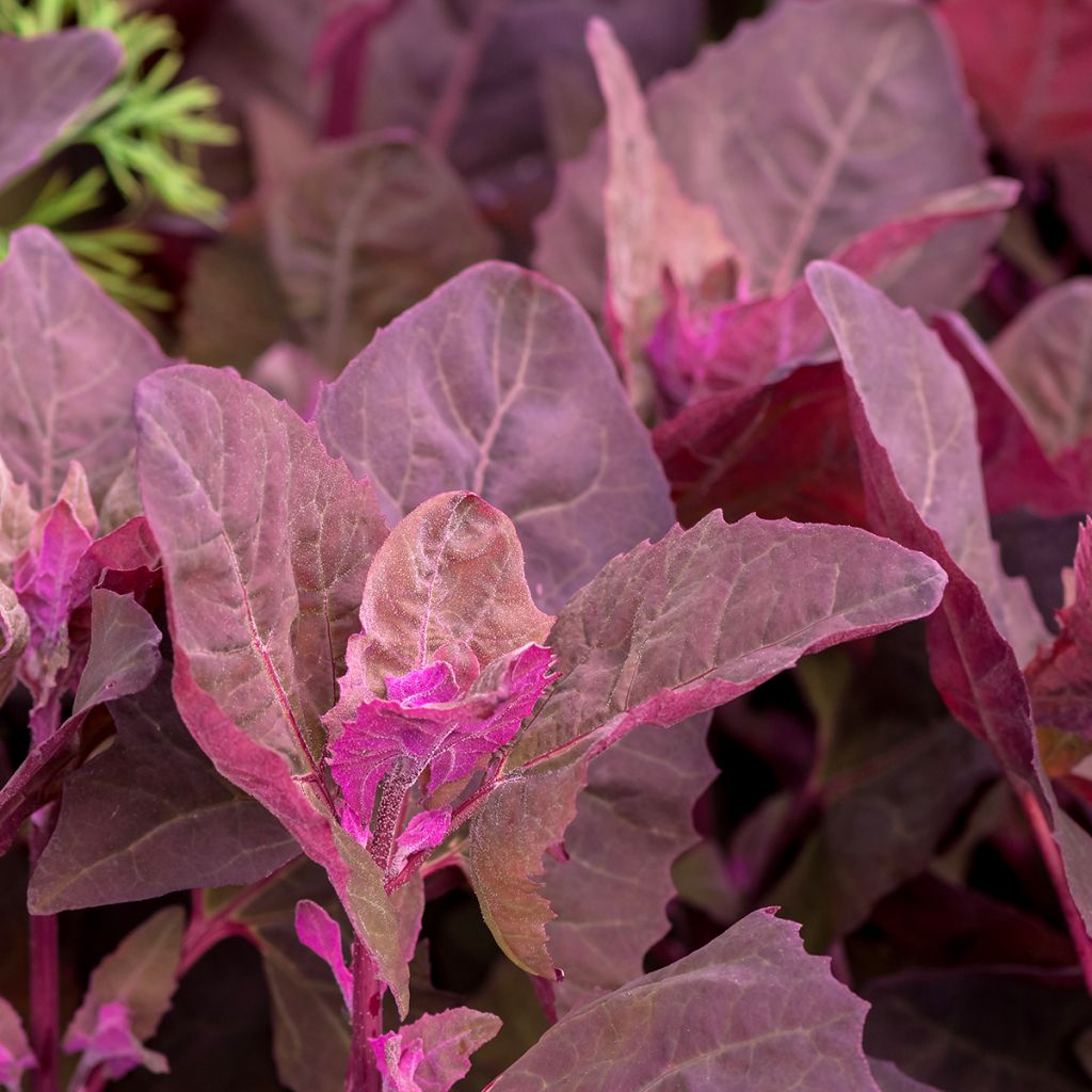 Tuinmelde - Atriplex hortensis