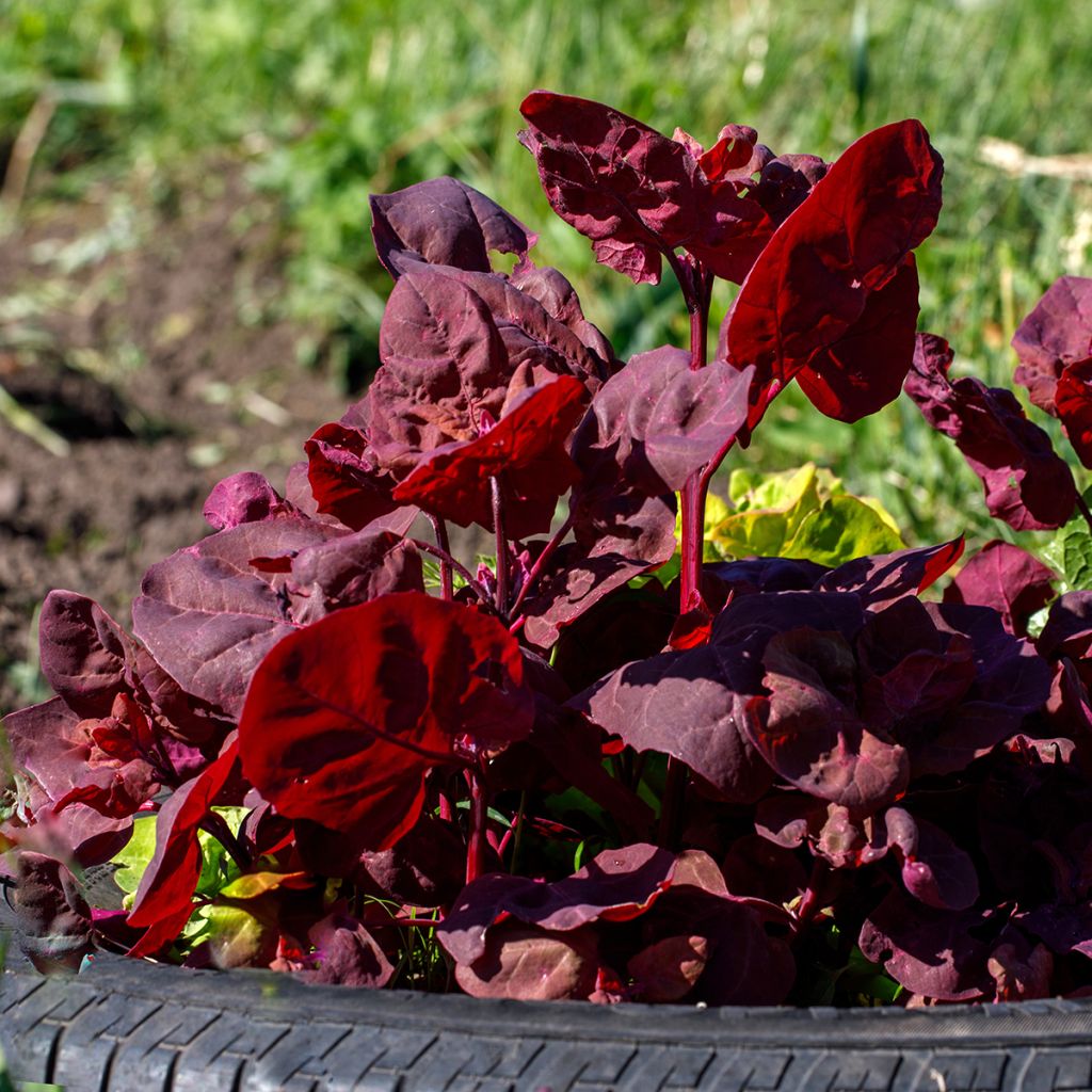 Tuinmelde - Atriplex hortensis