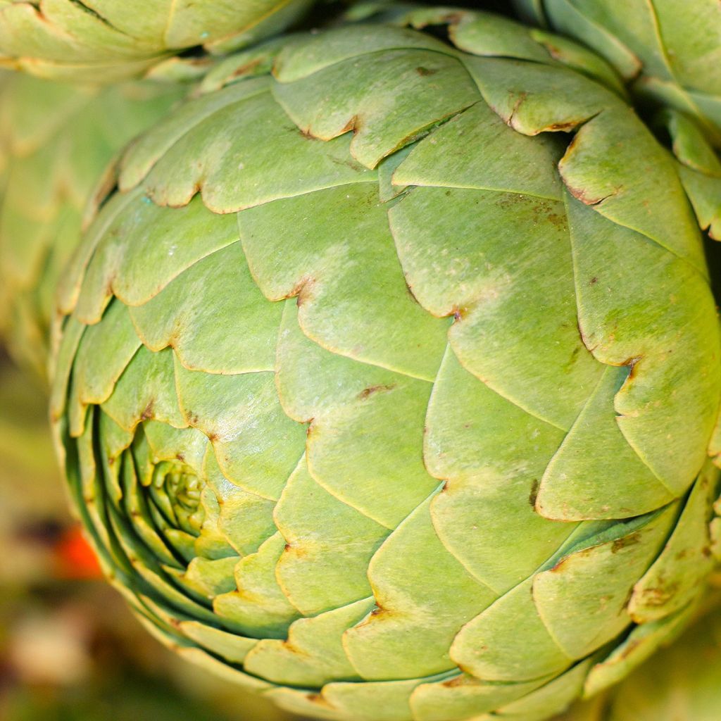 Artisjok Groene van de Provence