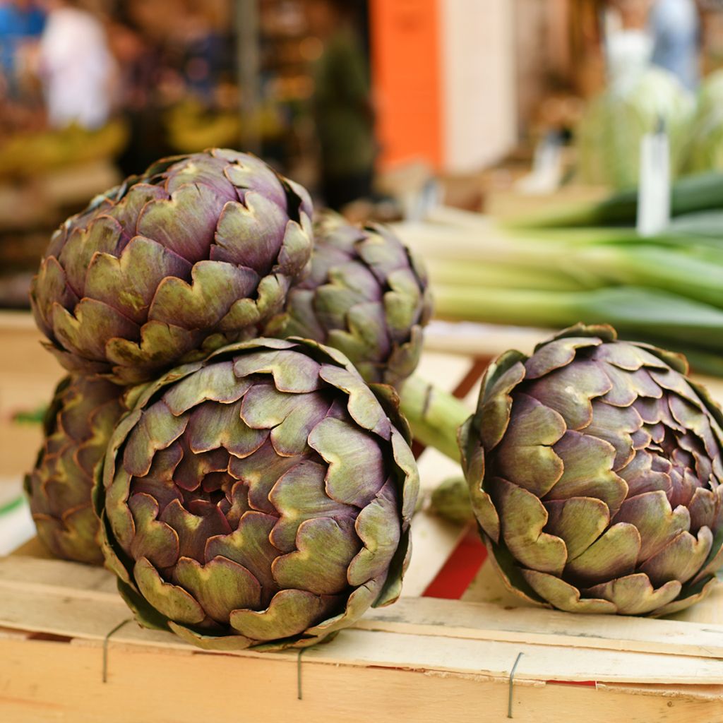 Artisjok Paarse van de Provence BIO - Ferme de Sainte Marthe