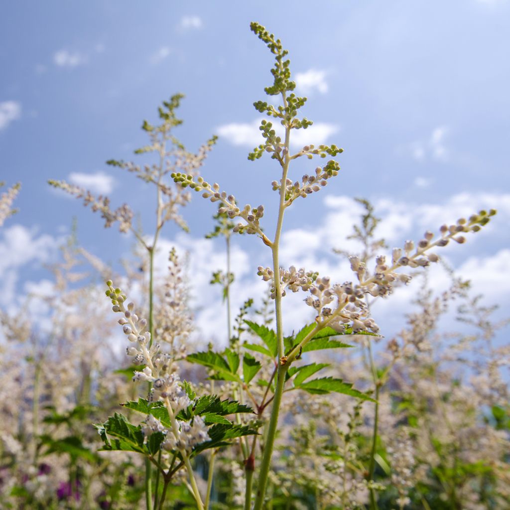Aruncus aethusifolius x dioicus Misty Lace - Geitenbaard