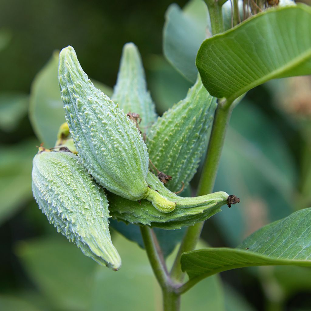 Asclepias speciosa - Zijdeplant