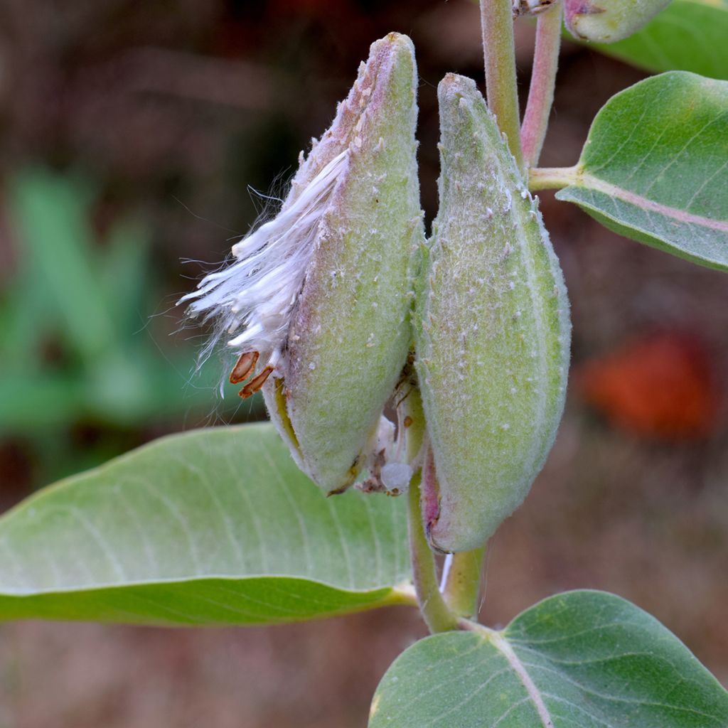 Asclepias speciosa - Zijdeplant
