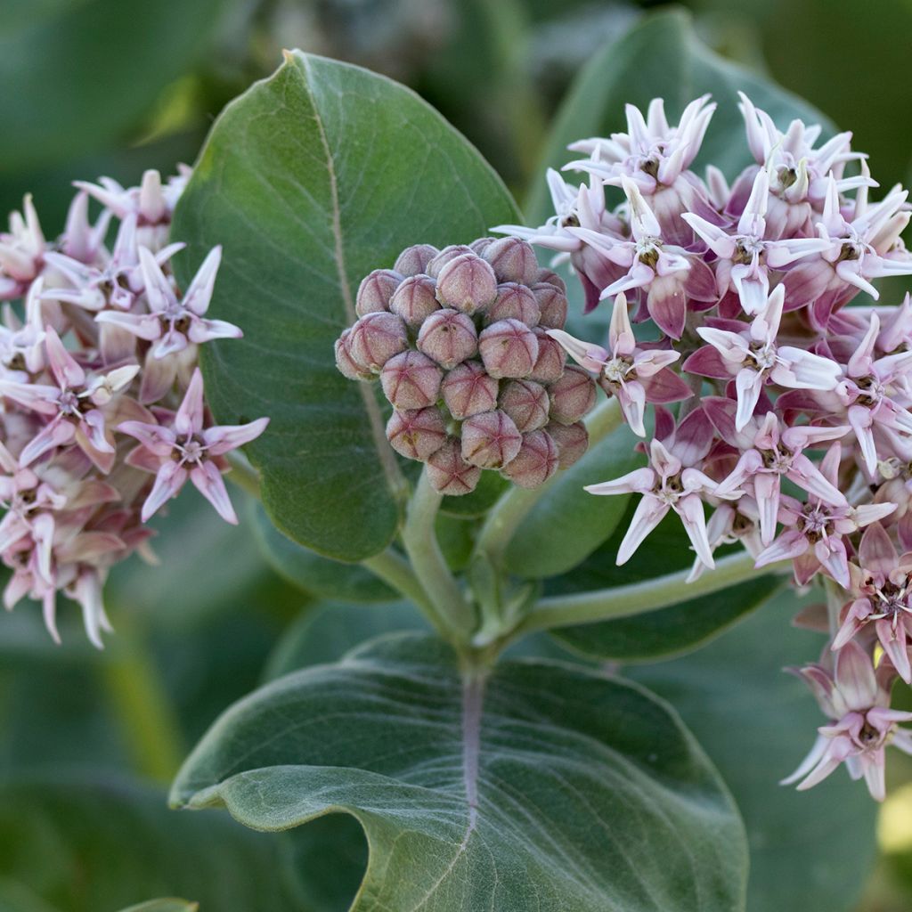 Asclepias speciosa - Zijdeplant
