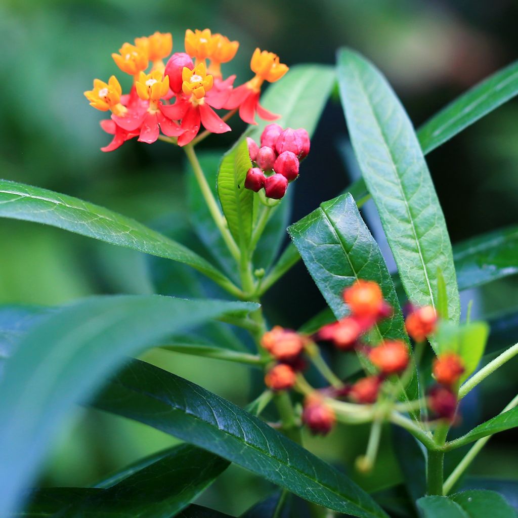 Asclepias curassavica - Frederiksbloem