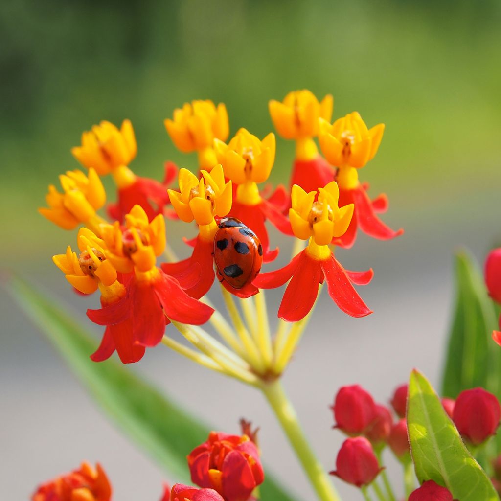 Asclepias curassavica - Frederiksbloem