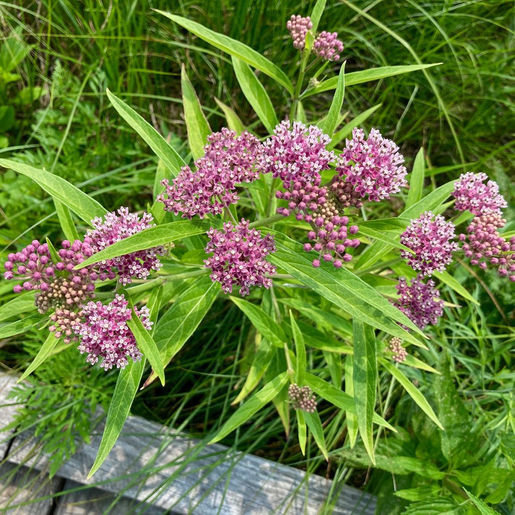 Asclepias incarnata - Rode zijdeplant
