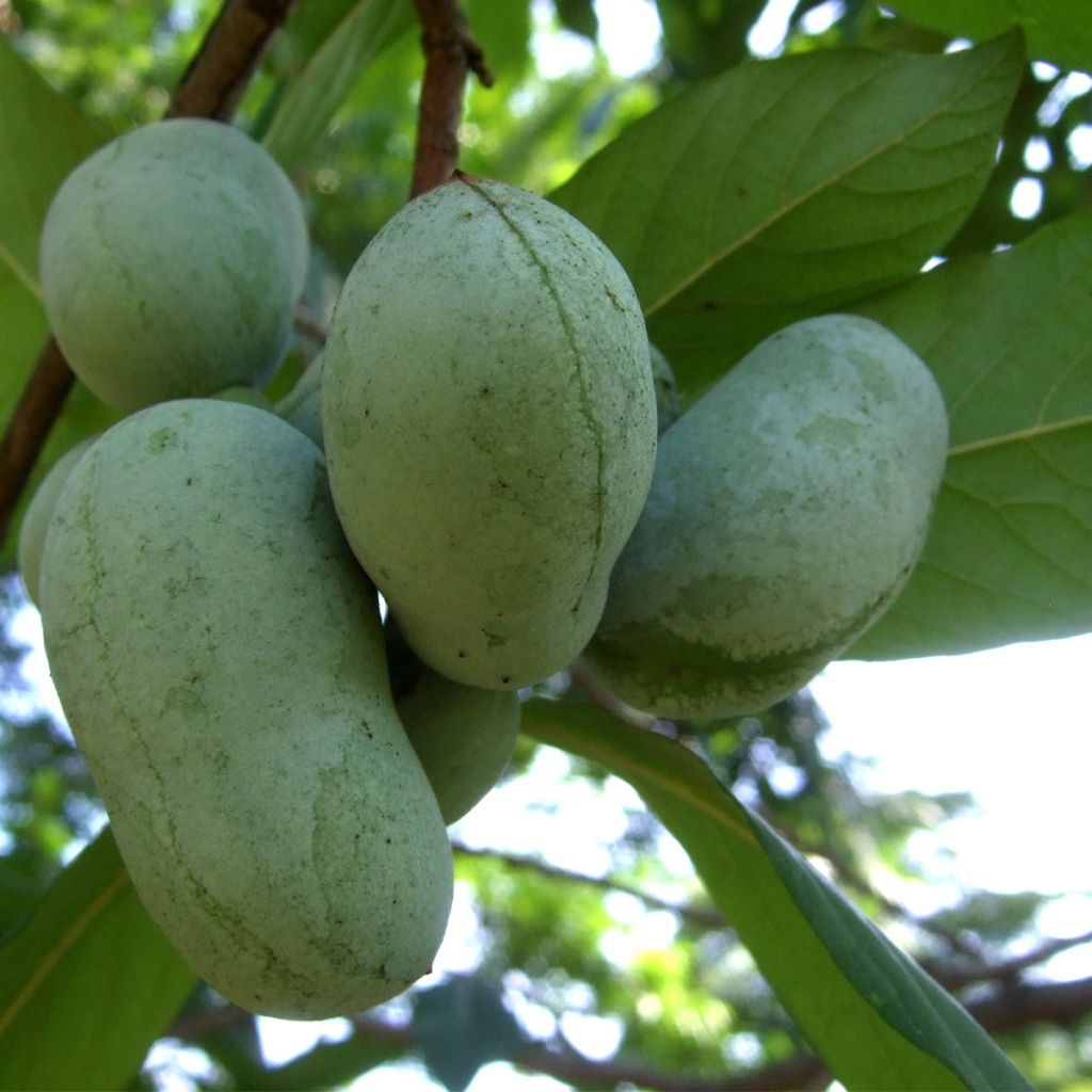 Pawpaw Overleese - Asimina triloba
