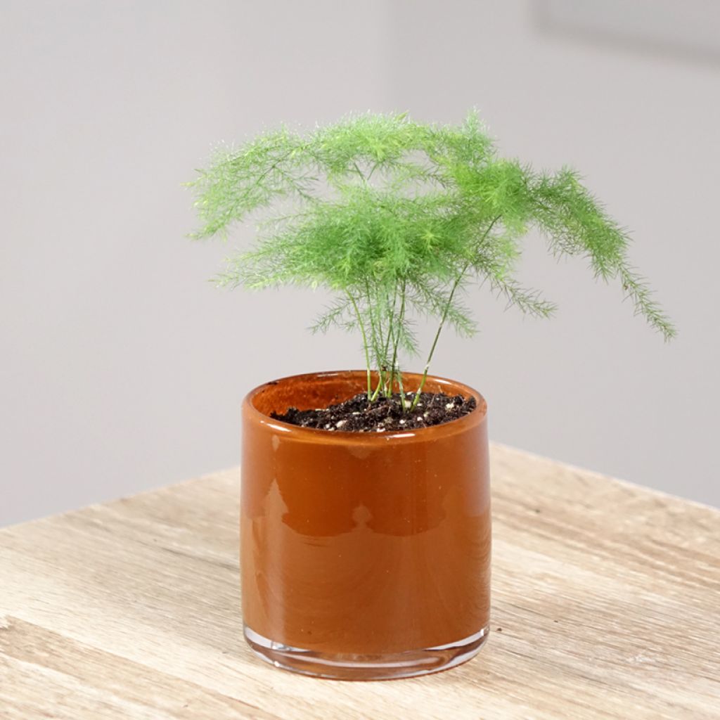 Asparagus plumosus - Aspergevaren