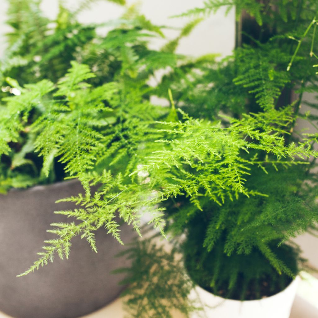 Asparagus plumosus - Aspergevaren