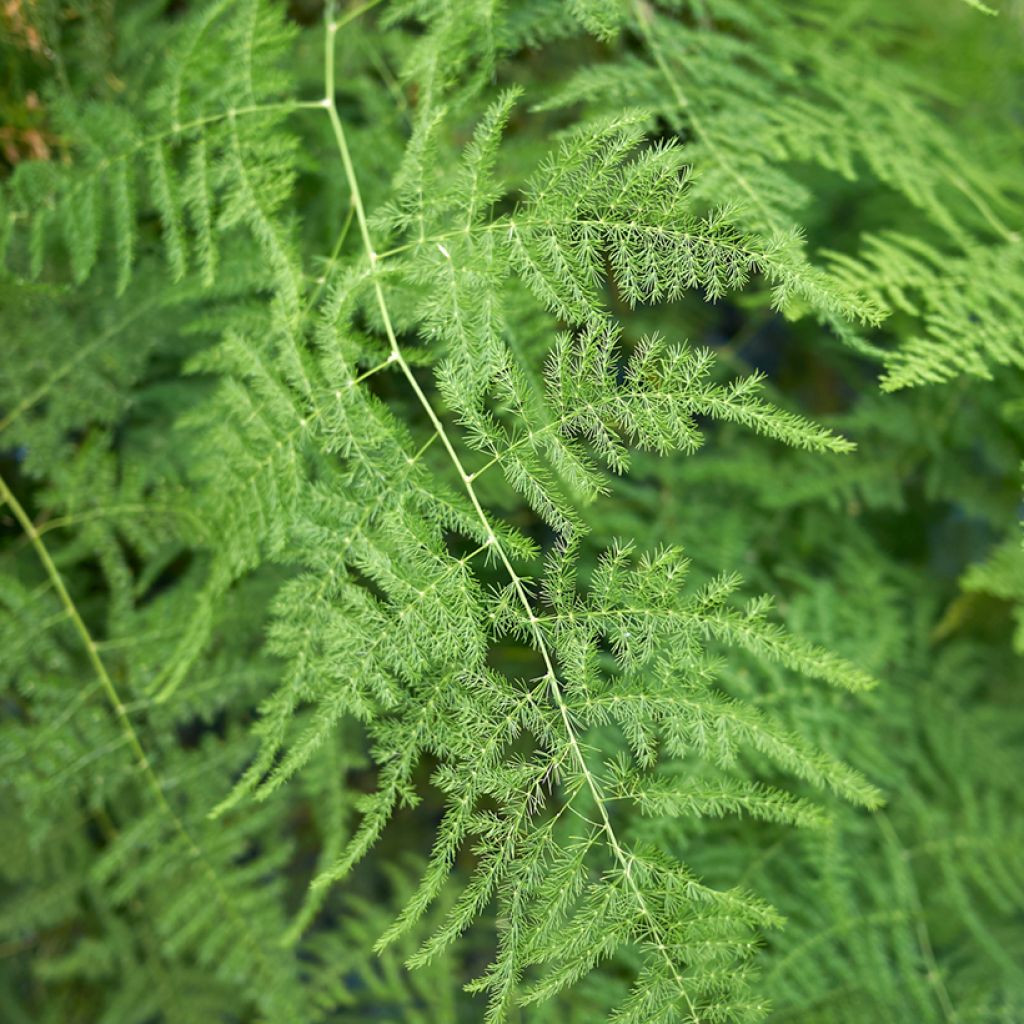 Asparagus plumosus - Aspergevaren