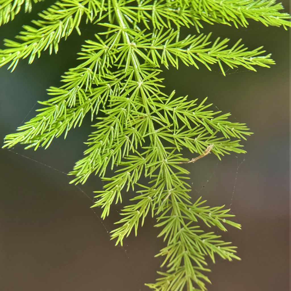 Asparagus plumosus - Aspergevaren