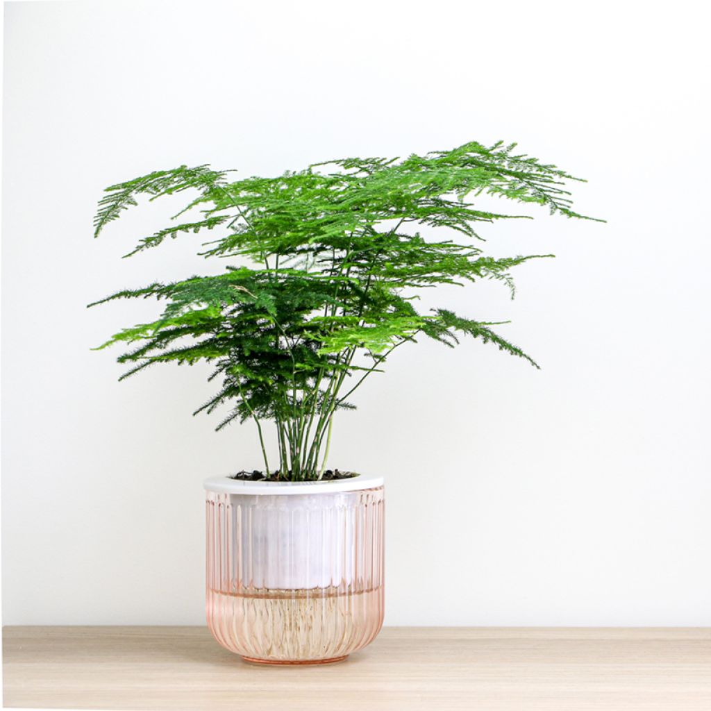 Asparagus plumosus - Aspergevaren