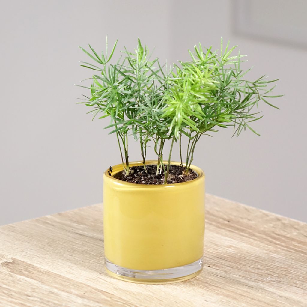 Asparagus sprengeri - Sierasperge