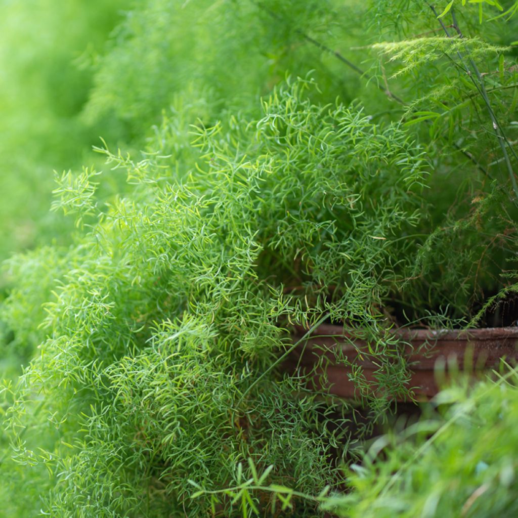 Asparagus sprengeri - Sierasperge