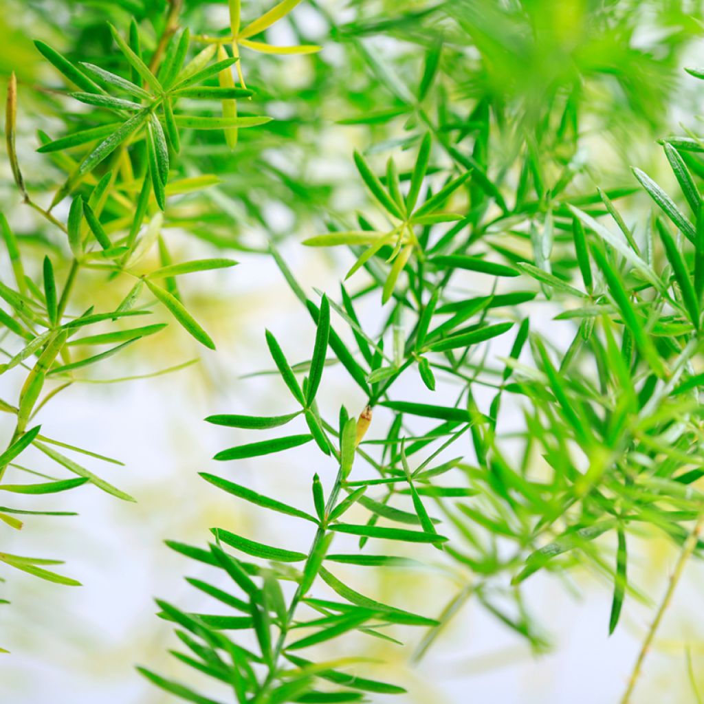 Asparagus sprengeri - Sierasperge