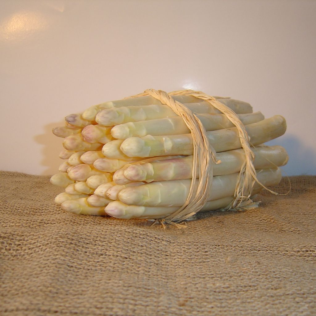 Asperge Argenteuil (klauwen)