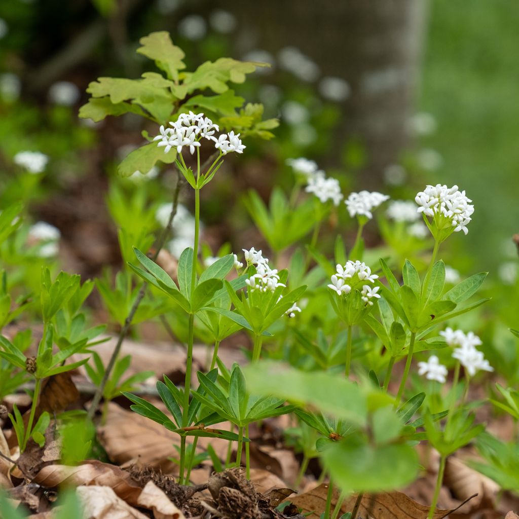 Galium odoratum - Lievevrouwebedstro