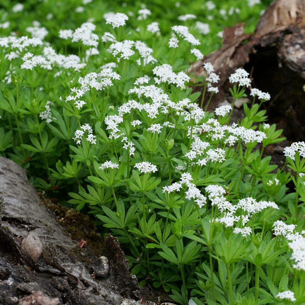 Galium odoratum - Lievevrouwebedstro