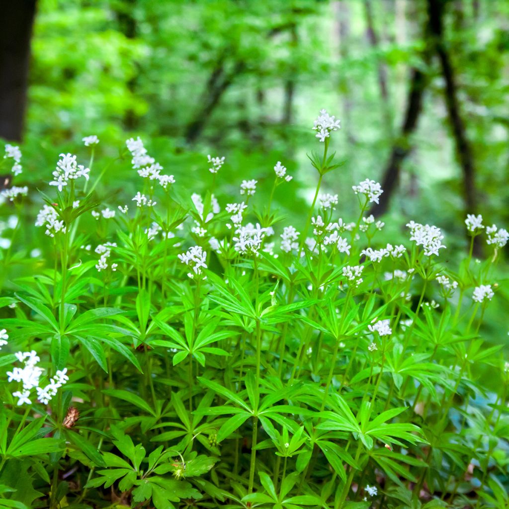Galium odoratum - Lievevrouwebedstro