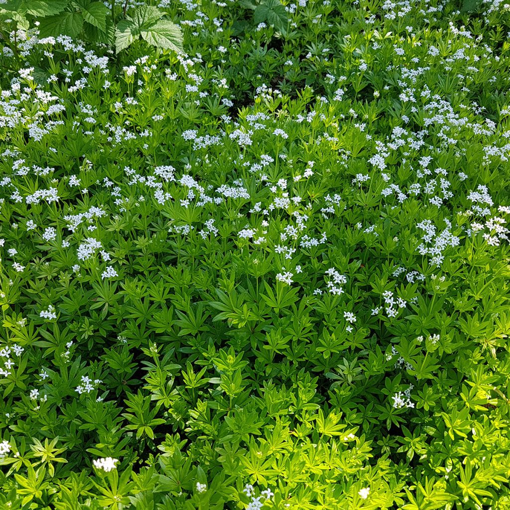 Galium odoratum - Lievevrouwebedstro