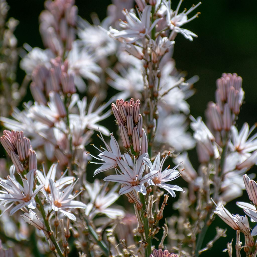 Asphodelus ramosus - Affodil
