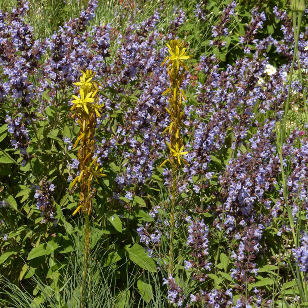 Asphodeline liburnica - Jonkerlelie