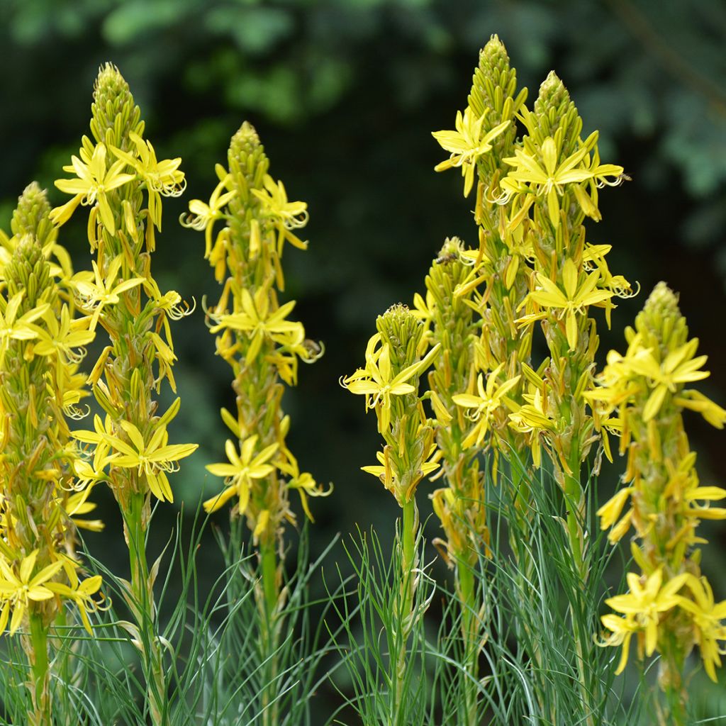 Asphodeline lutea - Gele affodil