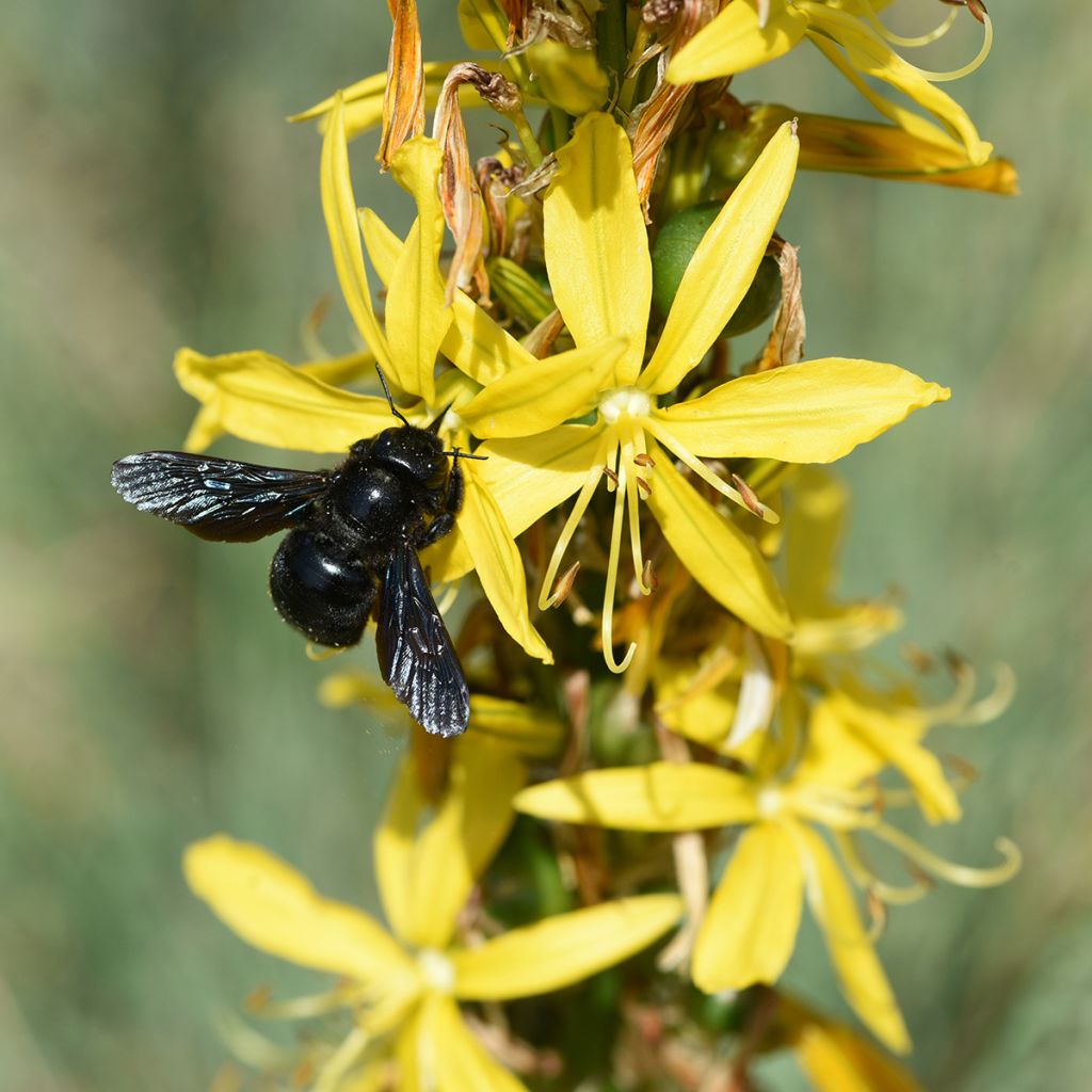 Asphodeline lutea - Gele affodil