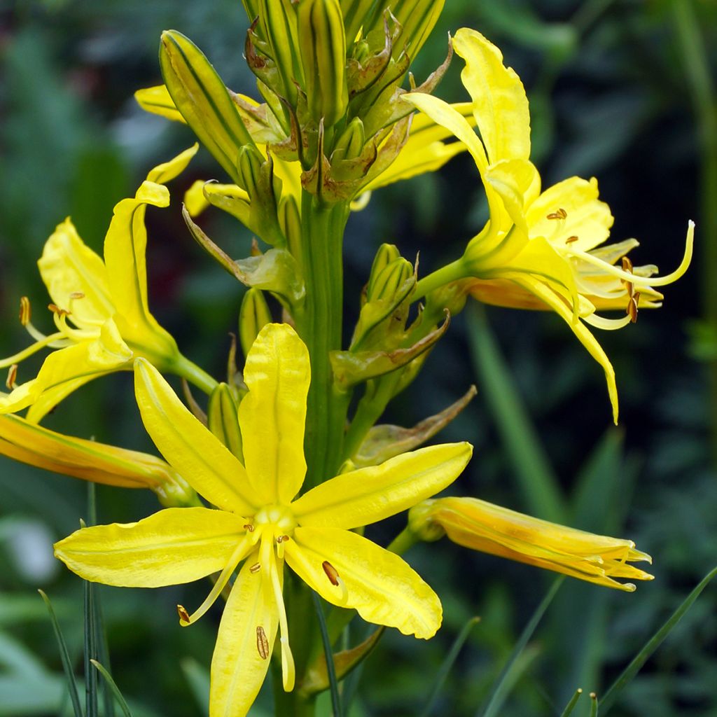 Asphodeline lutea - Gele affodil