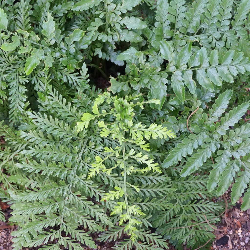 Asplenium Parvati - Varen