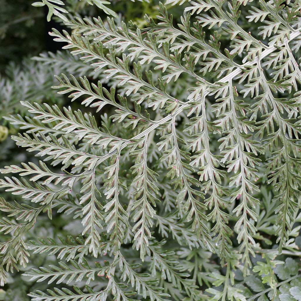 Asplenium Parvati - Varen