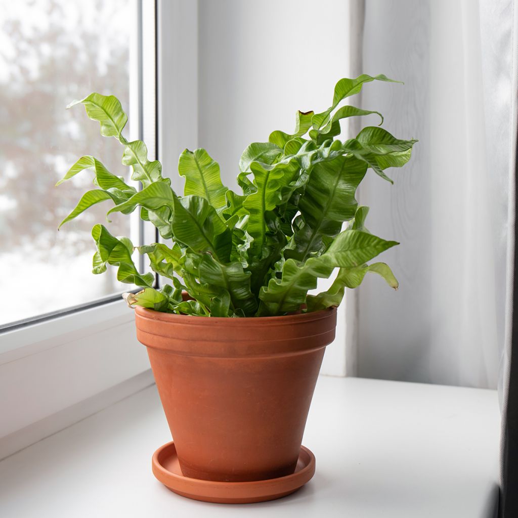 Asplenium nidus Crispy Wave - Vogelnestvaren