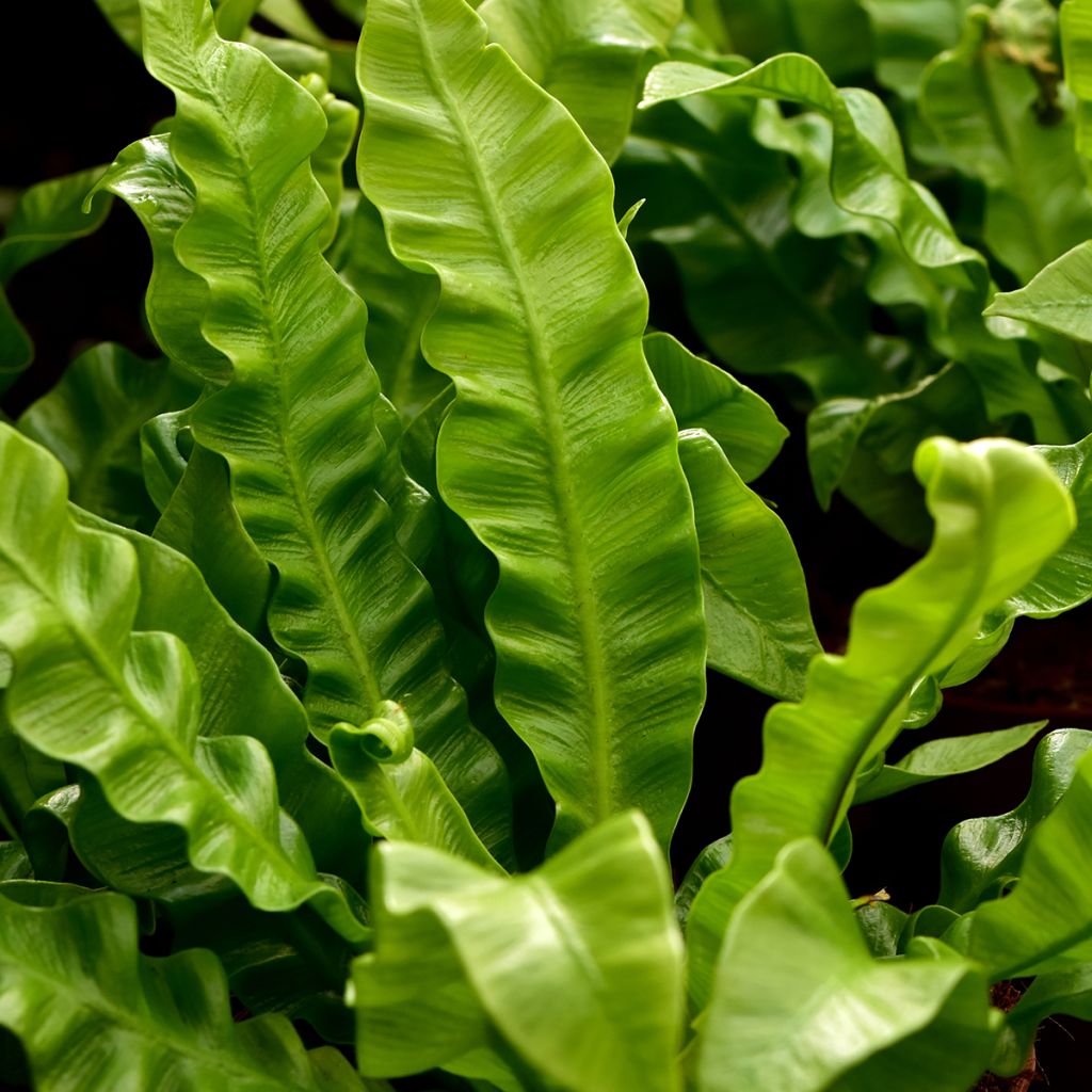 Asplenium nidus Crispy Wave - Vogelnestvaren