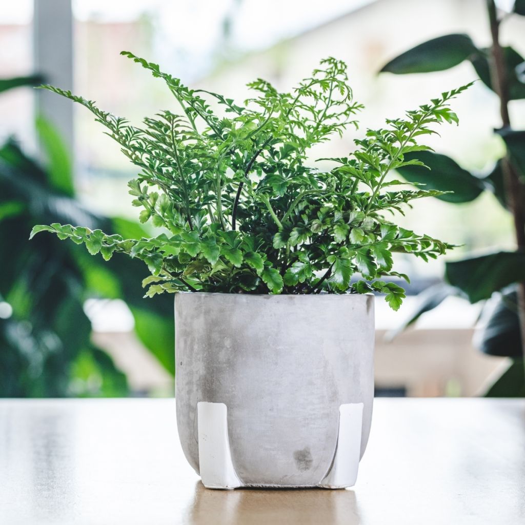 Asplenium Parvati - Varen