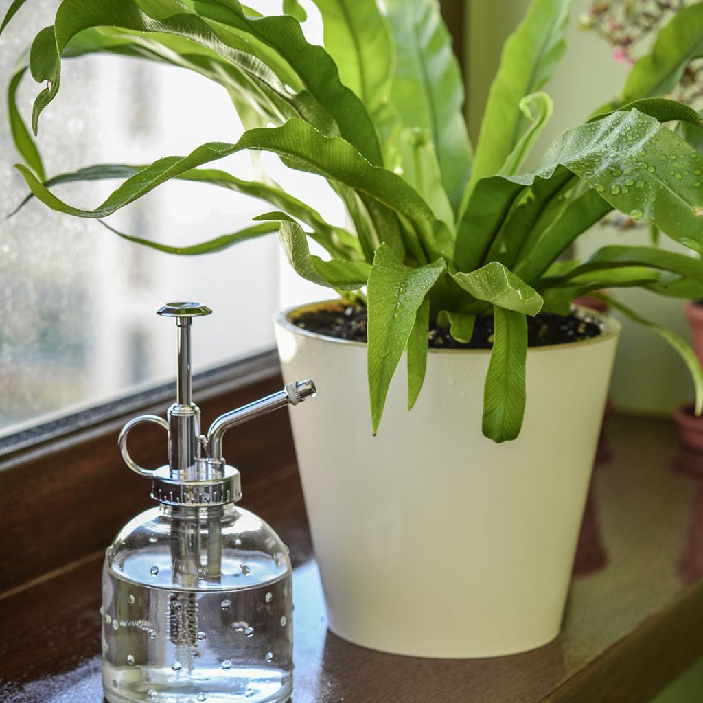 Asplenium nidus - Vogelnestvaren