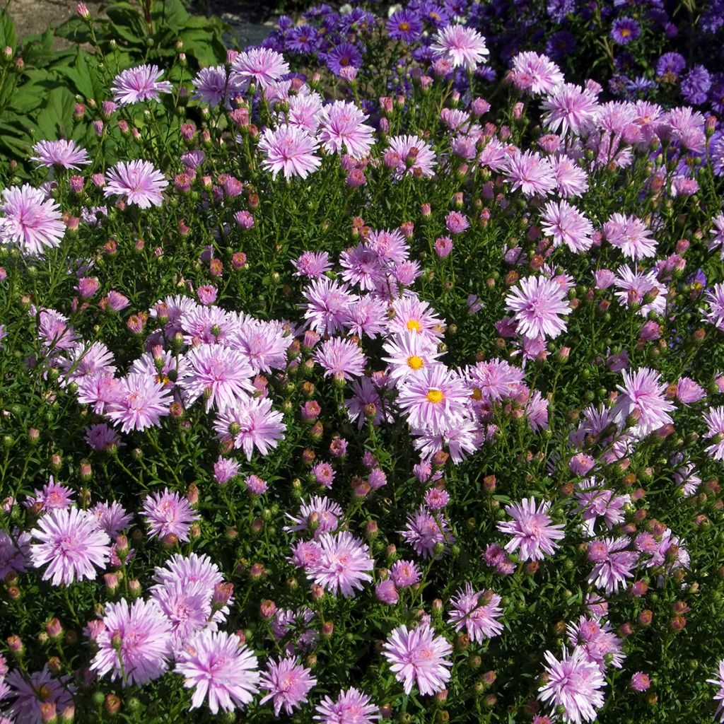 Aster novi-belgii Fellowship - Nieuw-Nederlandse aster