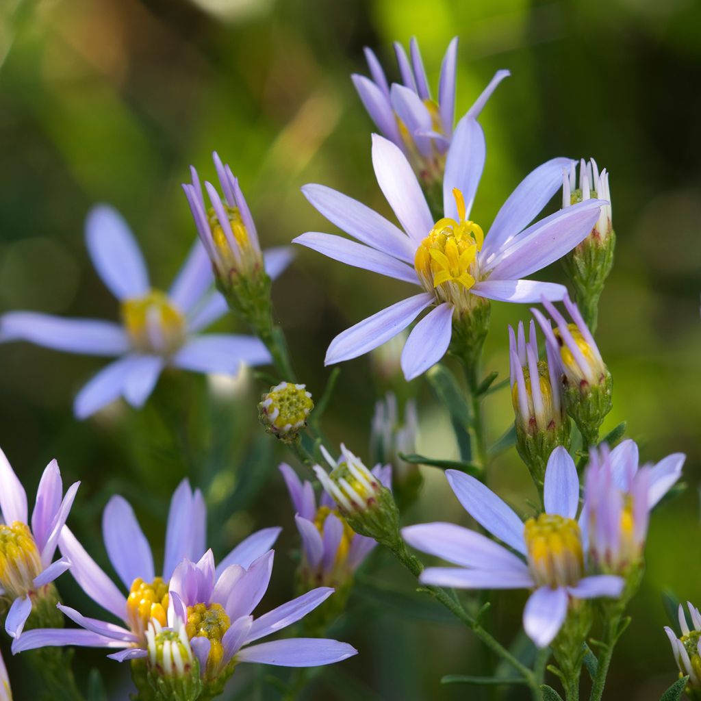 Aster sedifolius - Herfstaster