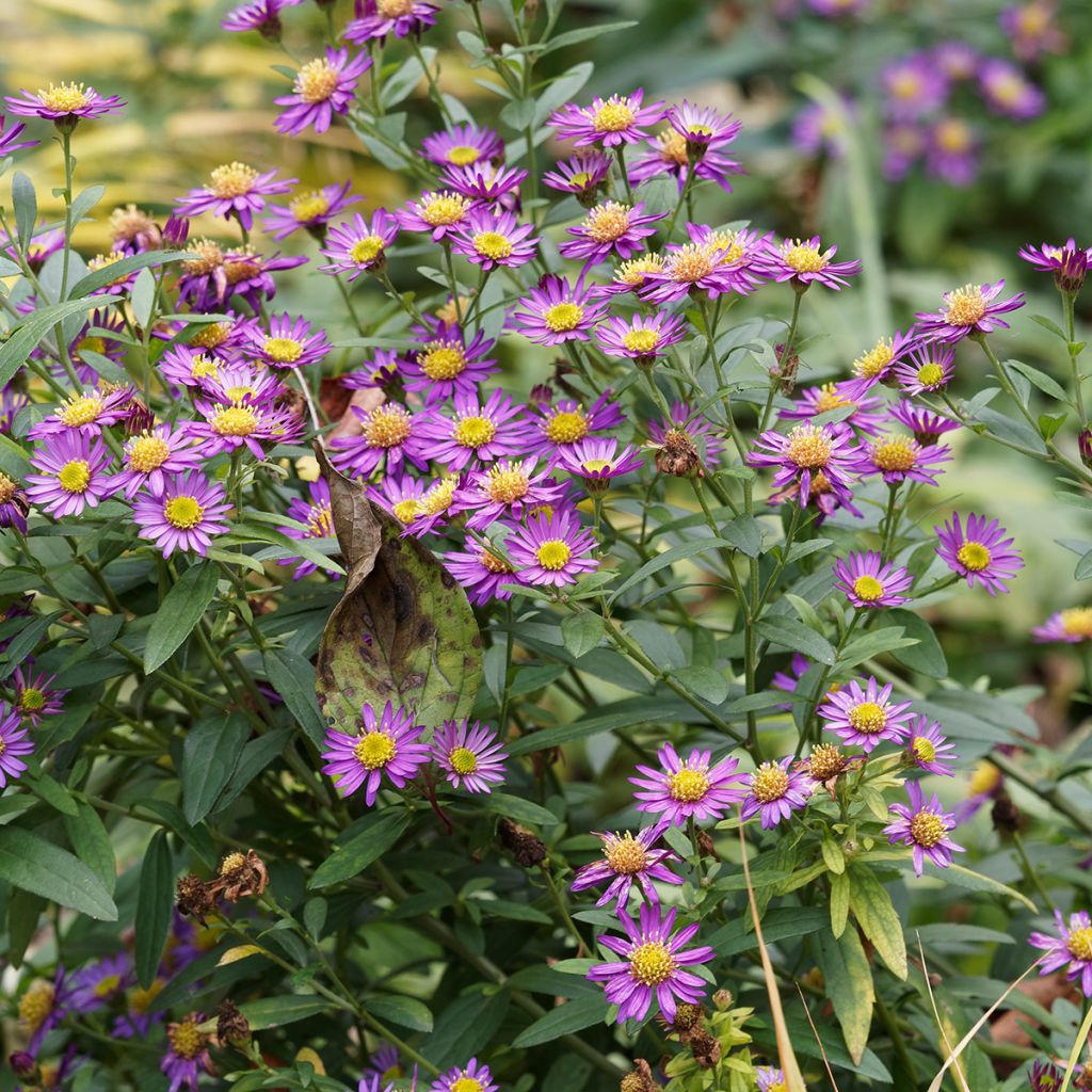 Aster ageratoides Ezo Murasaki - Japanse dwergaster