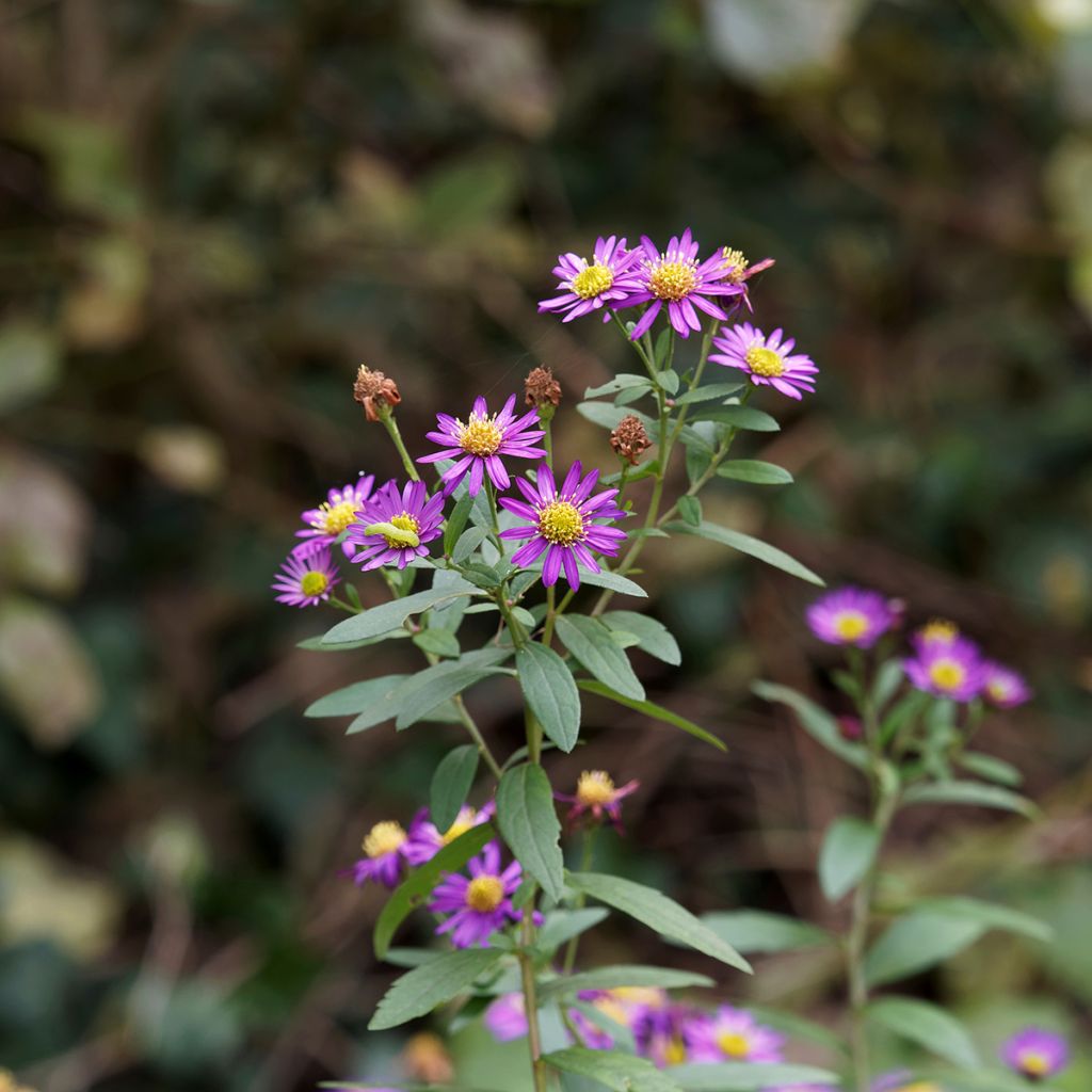 Aster ageratoides Ezo Murasaki - Japanse dwergaster