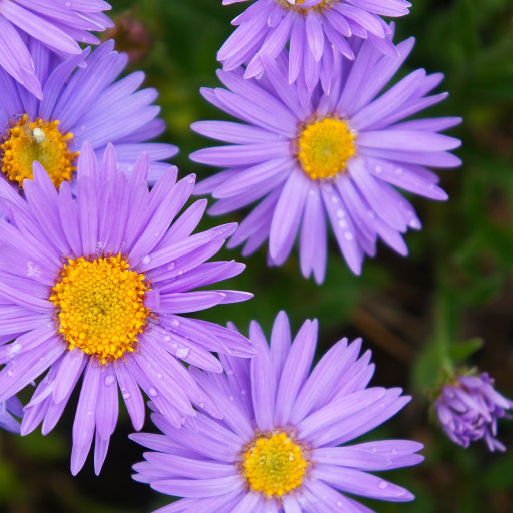 Aster alpinus Dunkle Schöne - Alpenaster