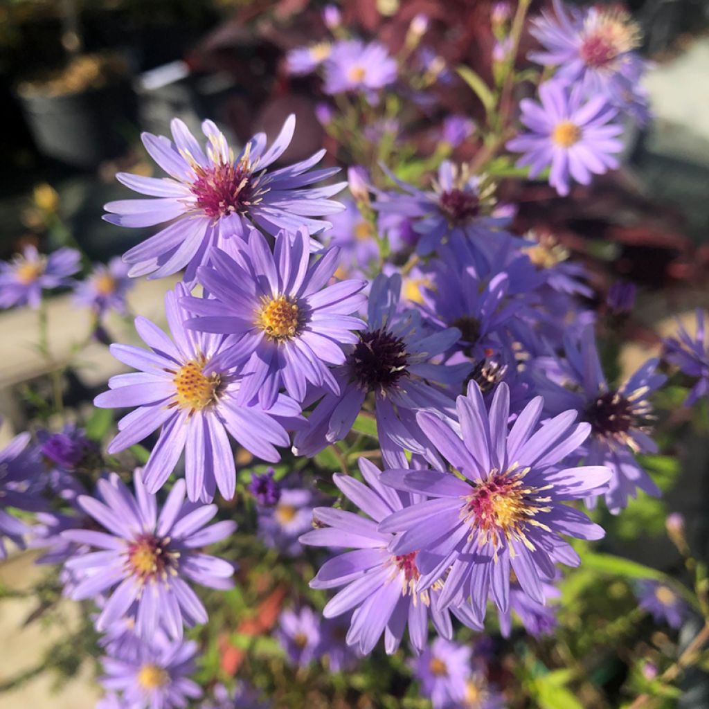 Aster cordifolius Blue Heaven