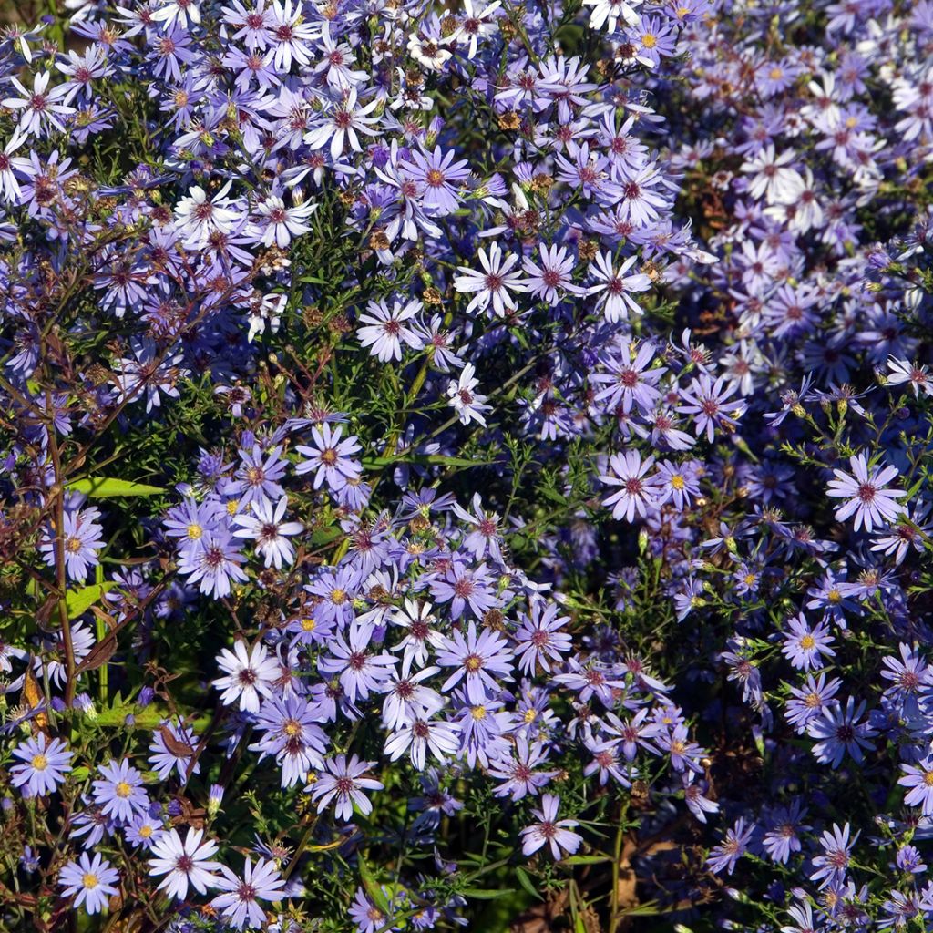Aster cordifolius Little Carlow - Herfstaster