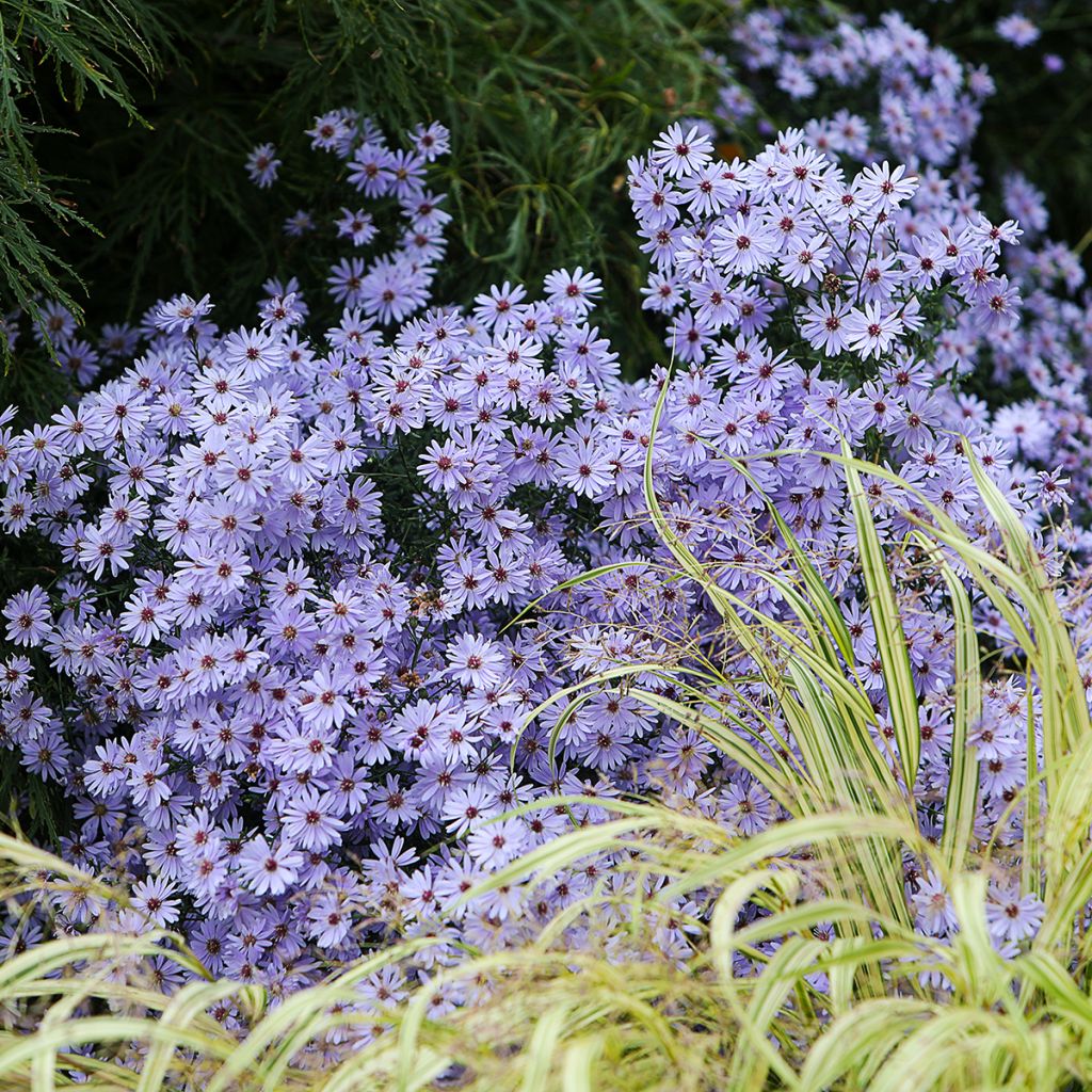 Aster cordifolius Little Carlow - Herfstaster