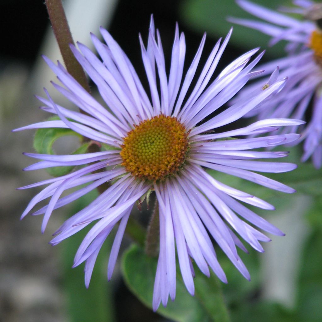 Aster diplostephioides